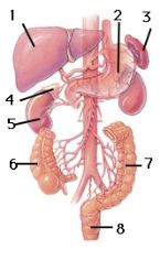 adrenalkidneysetc