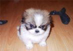 madPuppy