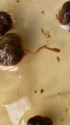 My first Parasite
