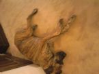 great dane swollen leg and paw07
