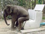 Funny animals: Elephant sitting on a toilet ... (Click to enlarge)