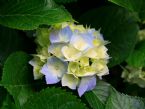 Hydrangeas