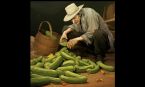 STEALING CUCUMBERS ... (Click to enlarge)