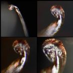 Unknown Flat Channeled Worm Skin Parasite with Curled Tip, or Other?? ... (Click to enlarge)