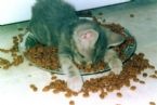 Kitty Food