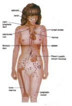 LymphaticSystem