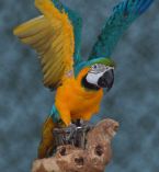 parrot ... (Click to enlarge)