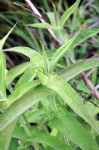 Boneset symphytum ... (Click to enlarge)