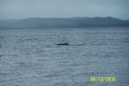 Hump Back Whale ... (Click to enlarge)