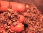 Raw Cacao Nibs ... (Click to enlarge)