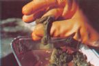 Mucoid Plaque. Photo from Dr. Jensen's  Bowel Management Book ... (Click to enlarge)
