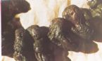 Mucoid Plaque. Photo from Dr. Jensen's  Bowel Management Book ... (Click to enlarge)