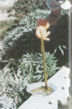 Mucoid Plaque. Photo from Dr. Jensen's  Bowel Management Book ... (Click to enlarge)