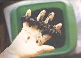 Image: Mucoid Plaque. Photo from Dr. Bernard Jensen's Bowel Management Book Image: Mucoid Plaque. Photo from Dr. Bernard Jensen's Bowel Management Book