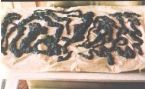 Mucoid Plaque. Photo from Dr. Bernard Jensen's  Bowel Management Book ... (Click to enlarge)