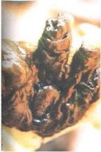 Mucoid Plaque Photo from Dr. Jensen' Bowel Management Book ... (Click to enlarge)