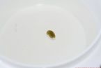 Science Project Liver Flush 37 031 ... (Click to enlarge)