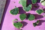 116 stones cut with size in cm ... (Click to enlarge)