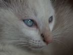 prettymoggs ... (Click to enlarge)