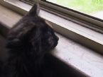 chinchillin on sill ... (Click to enlarge)