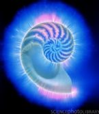 kirlian Nautilus shell ... (Click to enlarge)