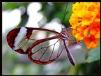 transparent butterfly2 0 ... (Click to enlarge)