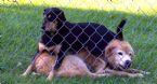 Dog Sofa ... (Click to enlarge)