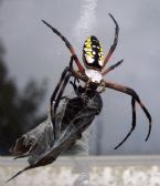 SPIDER 27 ... (Click to enlarge)