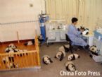 pandababy5 ... (Click to enlarge)