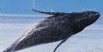 photo humpback1 ... (Click to enlarge)