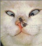 CatWithBeeOnNose ... (Click to enlarge)