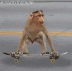 skate ... (Click to enlarge)