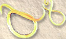 ascaris_lumbricoides ascaris_lumbricoides