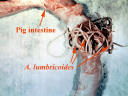 ascaris_lumbricoides ascaris_lumbricoides
