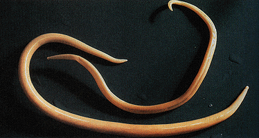 parasites/ascaris_lumbricoides parasites/ascaris_lumbricoides