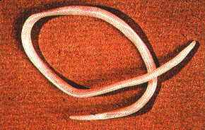 parasites/ascaris_lumbricoides parasites/ascaris_lumbricoides