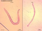 parasites/different_photos ... (Click to enlarge)