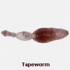 parasites/different_photos ... (Click to enlarge)