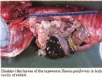tapeworm_taenia_pisifomis ... (Click to enlarge)