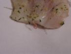 cod round worm ... (Click to enlarge)