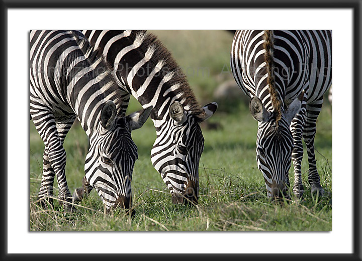 Image: zebra