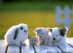 baby animals ... (Click to enlarge)