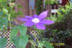 Purple Pleasure ... (Click to enlarge)