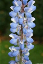 Flower Photo ... (Click to enlarge)