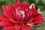 Flower Photo ... (Click to enlarge)